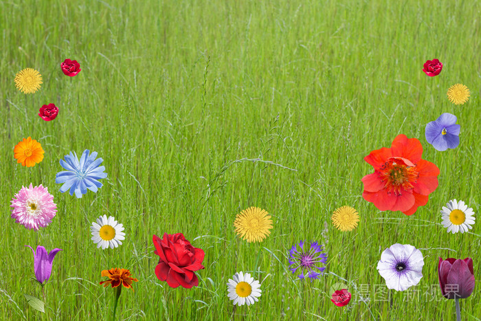 鲜花在夏天风景为明信片或消息