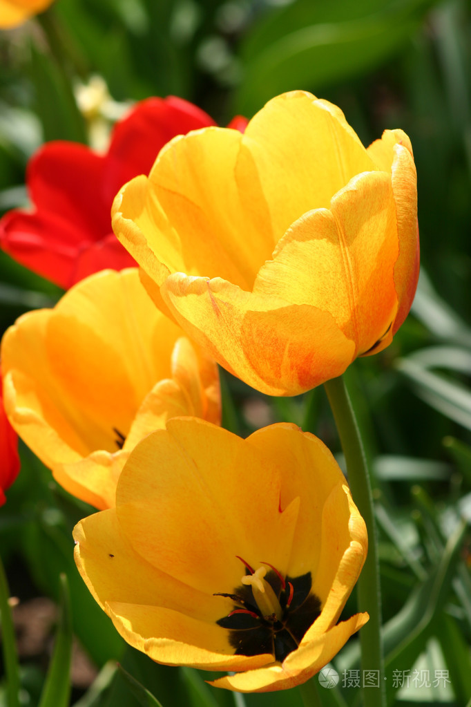 春天开花郁金香花园里