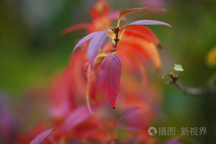 明亮彩色的树叶在秋天的森林中的分支