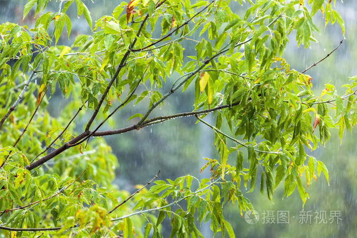 雨中的湿树