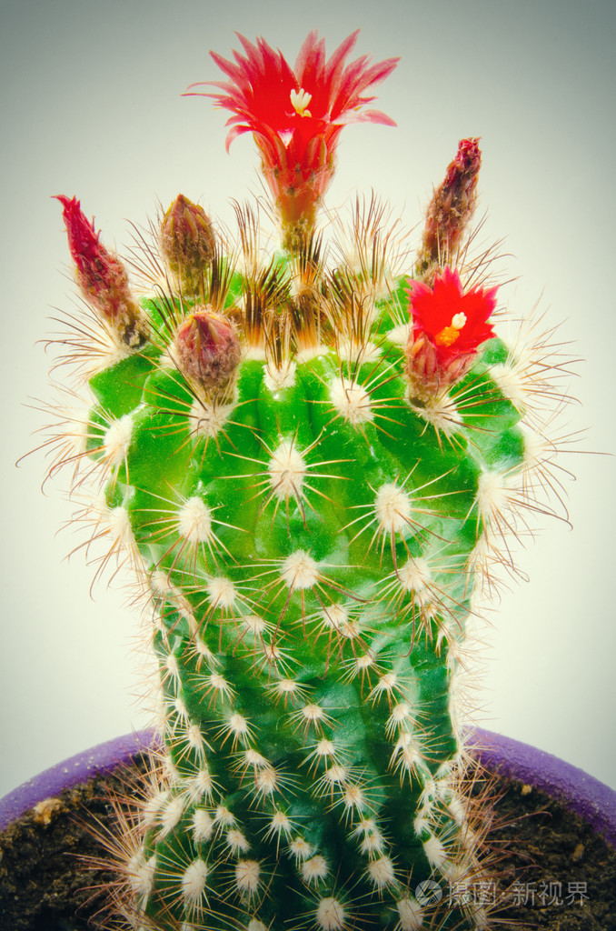 开花的仙人掌