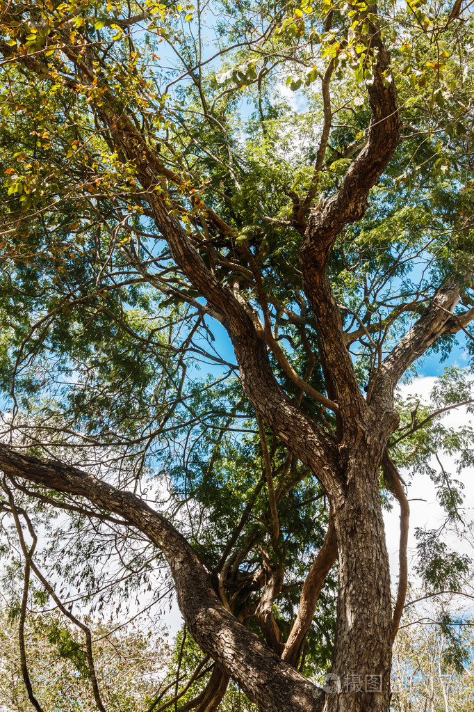 高大的绿色树顶着天空