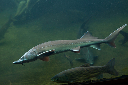 鱼黑色剪影水生动物西伯利亚鲟淡水鱼俄罗斯鲟鱼在美丽干净的河流中