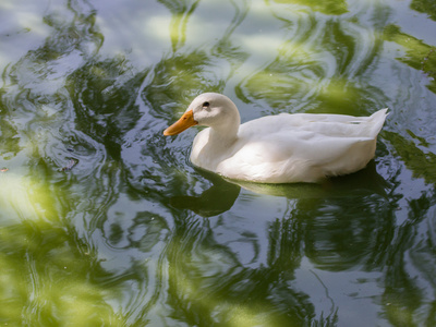 白鸭游泳图片