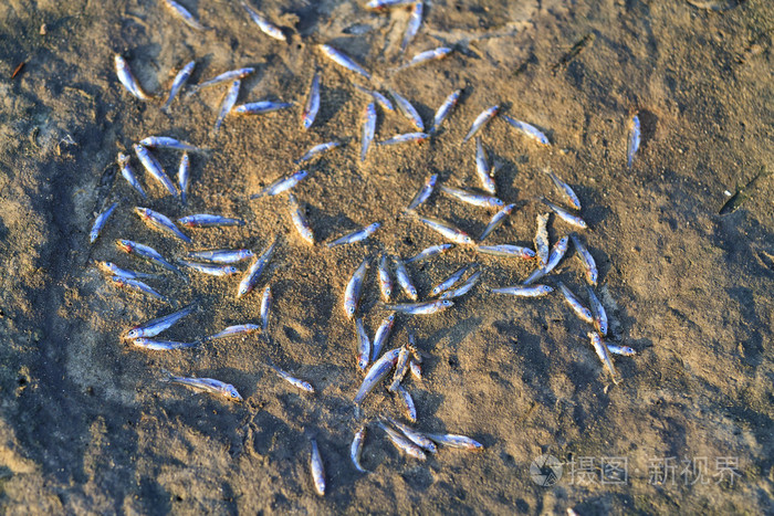 湖里干涸的死鱼