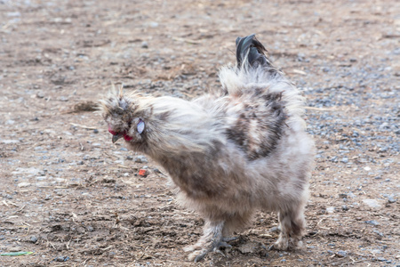 自由奔跑在一个农场里的鸡照片
