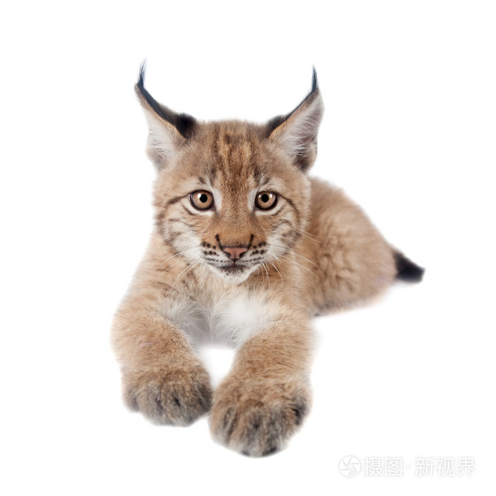 在白色的欧亚猞猁幼崽