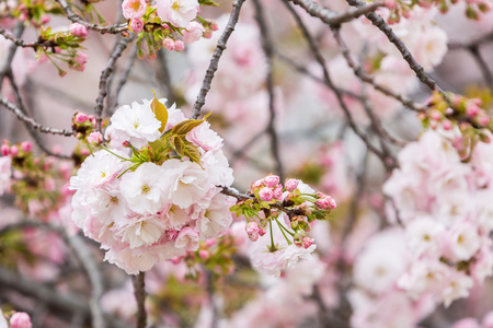 樱花季摄影图-樱花季图片大全-樱花季照片-摄图新视界
