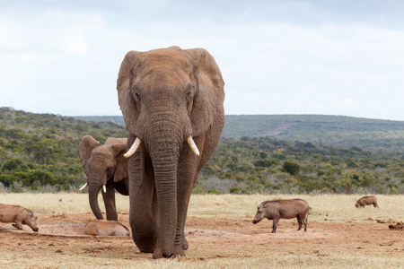 直接朝你走来非洲丛林大象图片