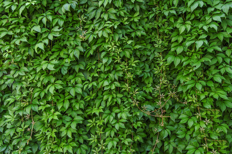 绿色的常春藤爬墙背景照片