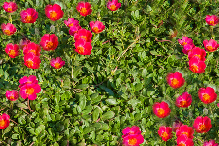 红花在草地上埃及在草地上的小粉红花的地毯照片