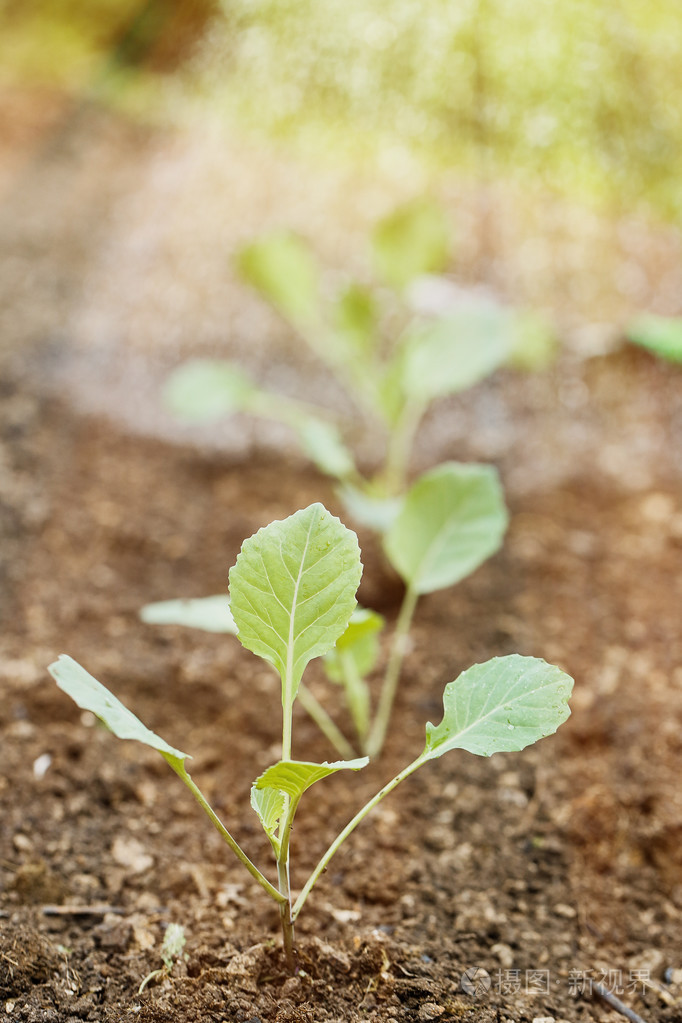 新种植的西兰花幼苗的特写