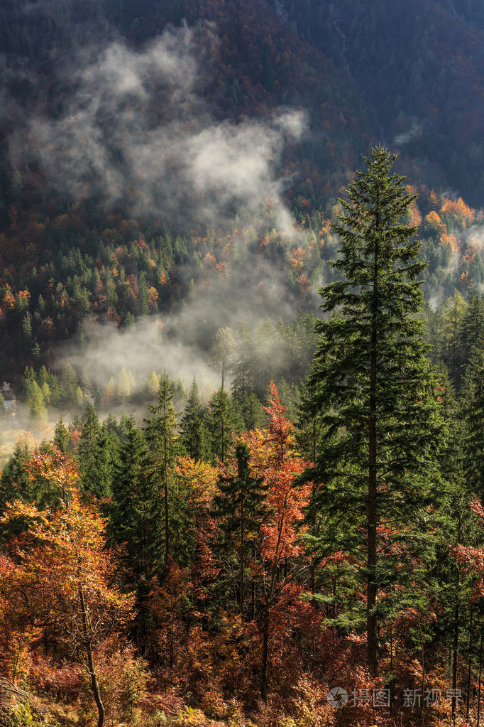 针叶和落叶的山林在秋天的颜色