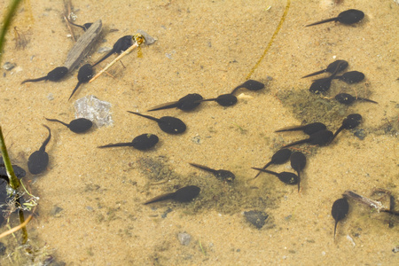 蝌蚪在沙地的池塘里游泳插画