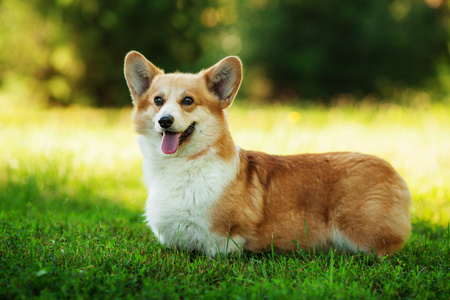 威尔士柯基犬图片狗彭布罗克养殖,威尔士柯基犬图片狗狗的品种威尔士