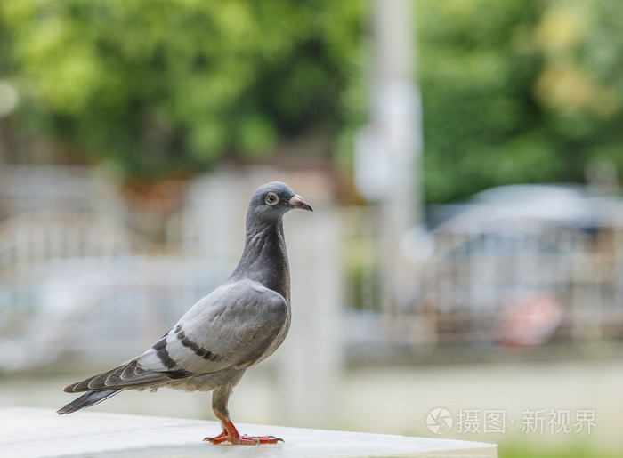 关闭了全身的鸽子鸟站