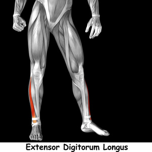 人类的下腿解剖图片