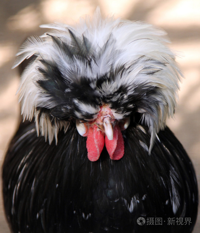 肖像的白冠黑波兰公鸡背带背带圆顶