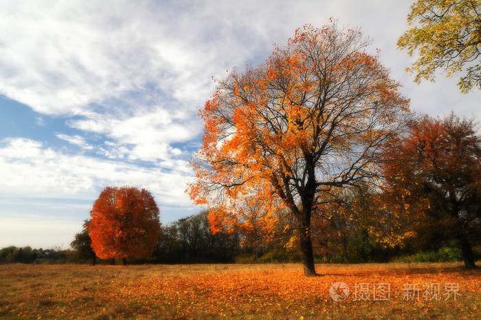 寂寞美丽秋天一棵树