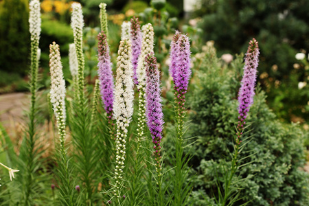 小穗状花序(小穗状花序)照片
