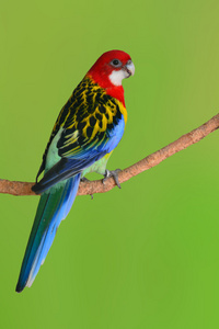 东玫瑰鹦鹉图片