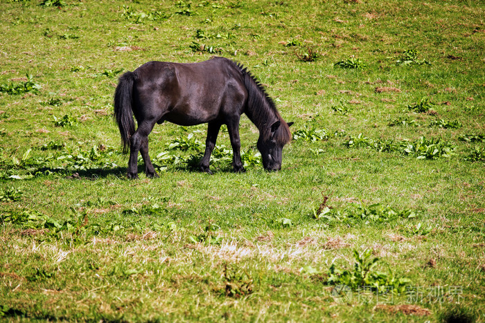小黑色棕色小马正在吃草牧场副本空间