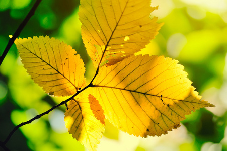 榛树在森林里的阳光下黄色秋叶图片