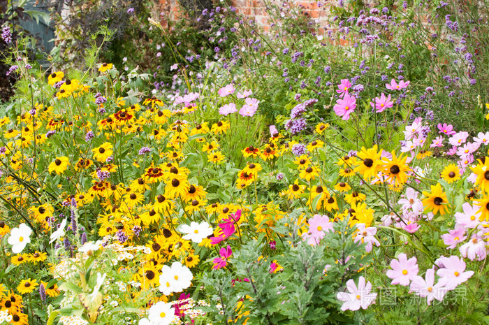 在风景中生长的野花