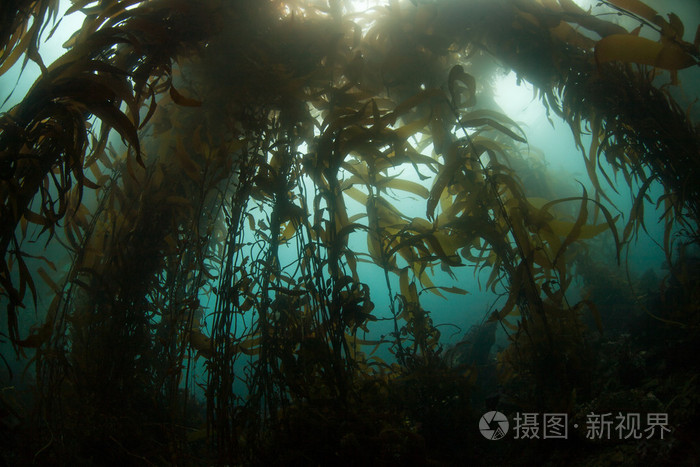 黑暗的水下海带森林