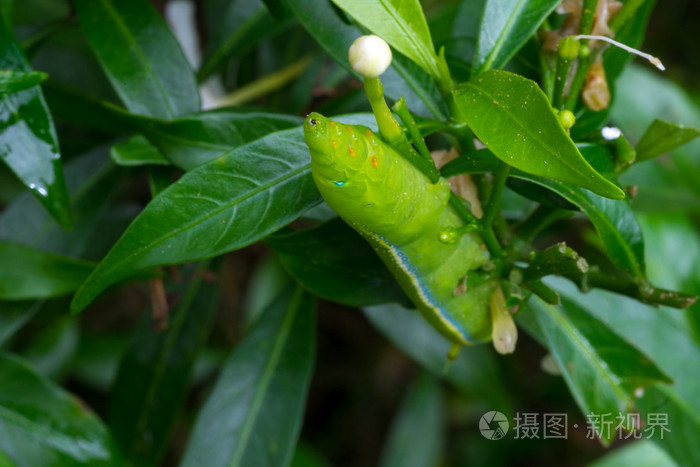 很像树叶的绿色的虫子图片