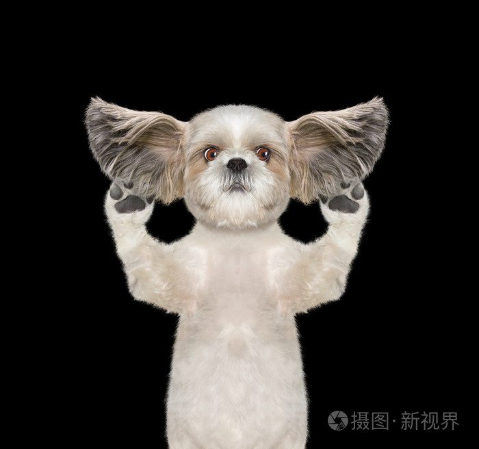 狗听用心一些奇怪的声音