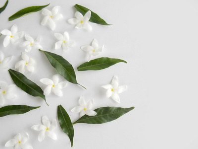 美丽的白色栀子花花白色背景上照片