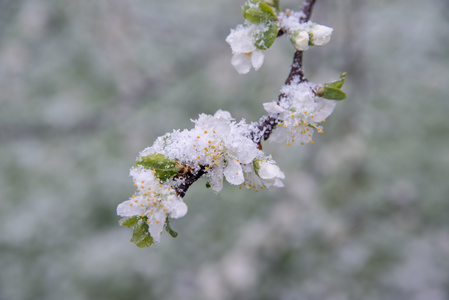 春天的新芽和花被雪覆盖图片