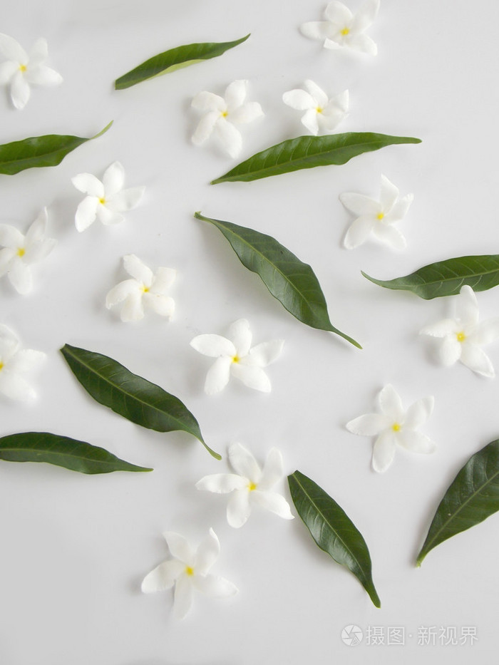 美丽的白色栀子花花白色背景上