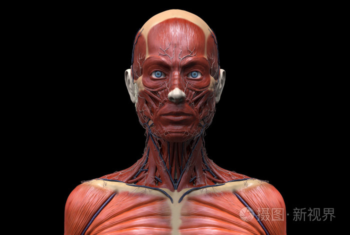 一位女性的人体解剖模型