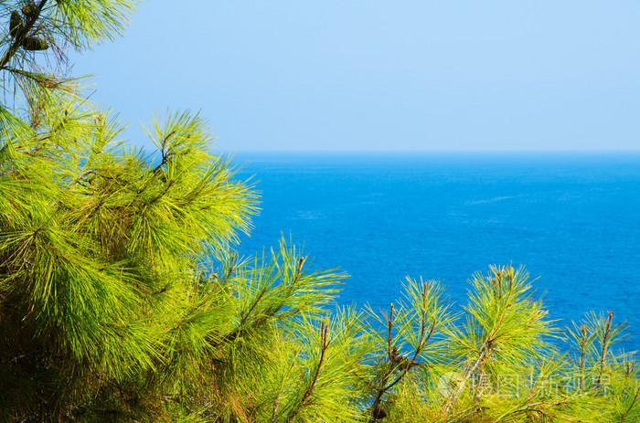 松树枝与绿松石海背景，地中海的性质
