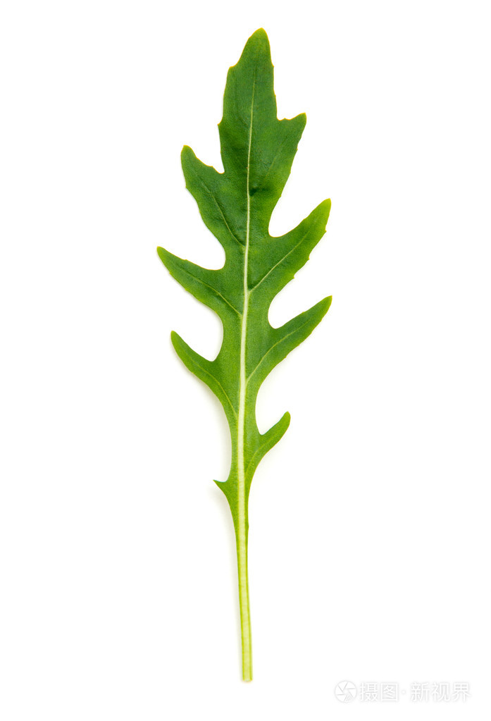 绿色的芝麻叶上白色孤立