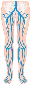在人的双腿血管图片