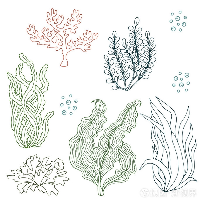 藻类简笔画图片