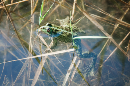 绿色脚蹼水陆两栖只绿色的青蛙照片