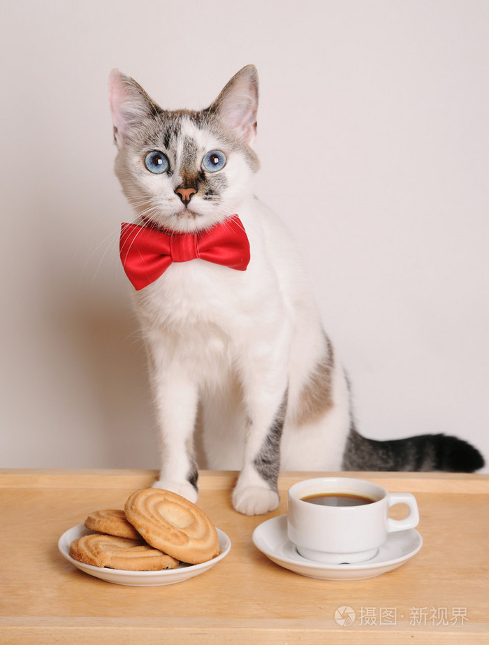 猫在红色领结喝咖啡与饼干