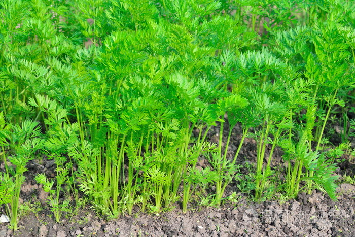 阳光明媚的日子里花园里有很小的胡萝卜植物