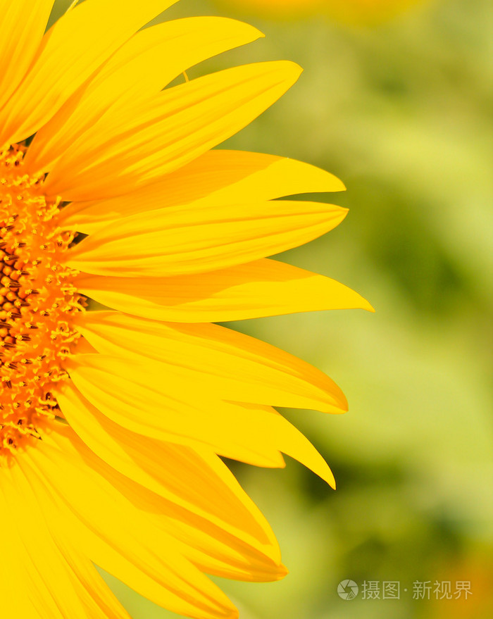 美丽的黄色向日葵