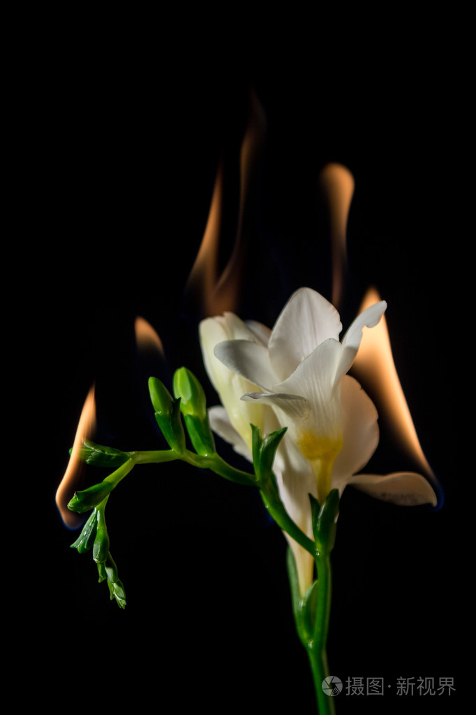 在火上的白色小苍兰花