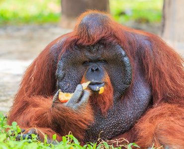 在动物园里的可爱棕色猩猩照片