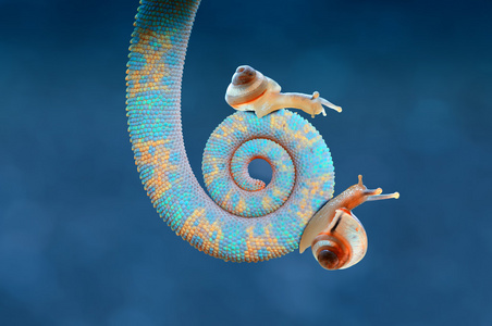 变色龙与蜗牛, 尾巴和蜗牛插画