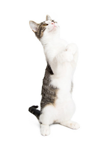 小猫生气站图片