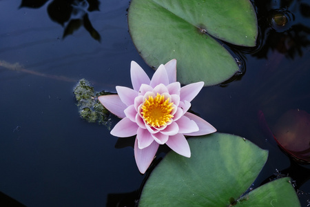 粉红色的睡莲花与天空反射图片