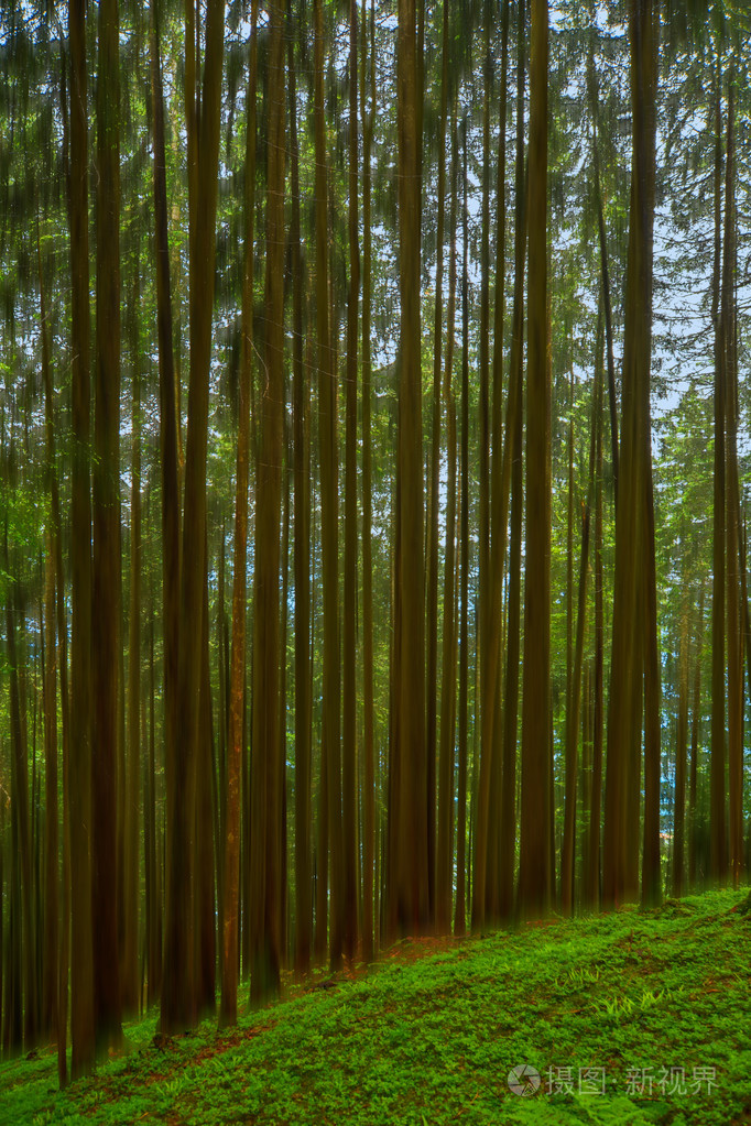 瑞士阿尔卑斯山神秘的针叶林瑞士beatenberg