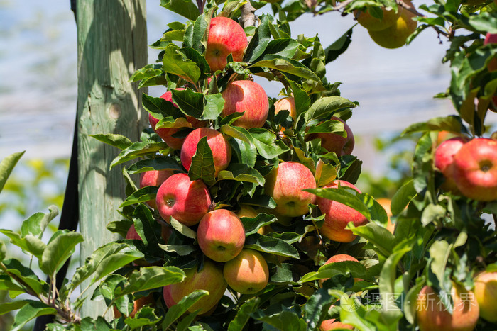 成熟的红色有机苹果在树上